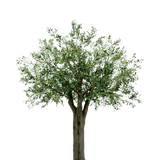 De Kunst Olijfboom Giant met olijven 250 cm heeft een dikke, getextureerde stam en dichte, slanke groene bladeren en brengt onderhoudsvrije mediterrane luxe op een eenvoudige, witte achtergrond.