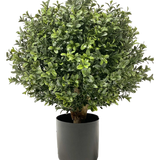 De Kunst Buxus op stam UV d30 cm is een ronde, bossige groene plant met dichte, glanzende bladeren in een effen zwarte cilindrische pot, afgebeeld tegen een witte achtergrond.