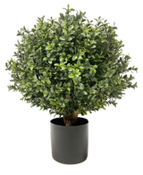 De Kunst Buxus op stam UV d30 cm is een ronde, bossige groene plant met dichte, glanzende bladeren in een effen zwarte cilindrische pot, afgebeeld tegen een witte achtergrond.