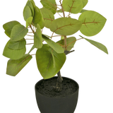 De Kunst Tropica Ficus 12 cm heeft grote, ovale groene bladeren met zichtbare nerven, geplant in donkere aarde in een eenvoudige zwarte pot, tegen een effen witte achtergrond.