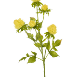 Een crème Kunstbloem Distel, 66 cm hoog, met meerdere vertakte stengels met gesloten chrysantachtige knoppen en gekartelde groene bladeren, staat op een effen witte achtergrond.