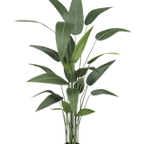 De Kunstplant Heliconia 160 cm heeft hoge, slanke groene bladeren op meerdere stelen in een kleine zwarte pot, waardoor het ideaal is om de weelderige schoonheid van grote kunstplanten in elke ruimte te brengen.