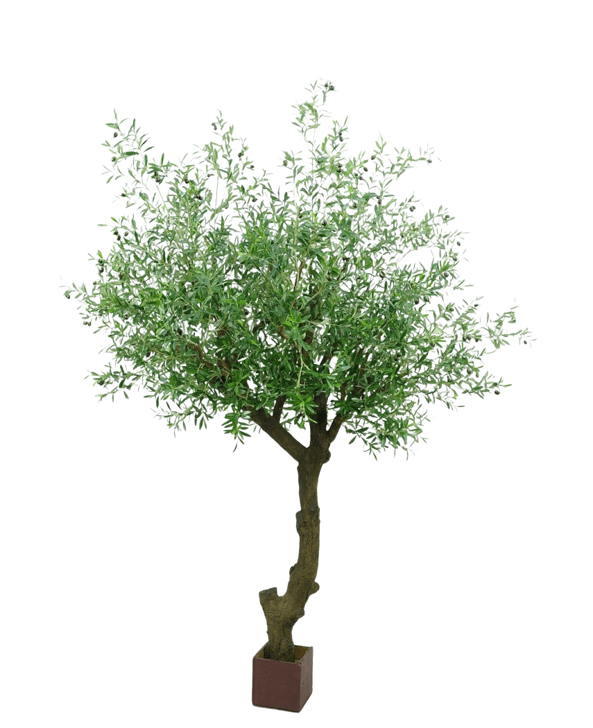 De Kunst Olijfboom met olijven 270 cm heeft een gedraaide stam en dichte groene bladeren, en staat in een kleine vierkante bruine pot tegen een witte achtergrond.