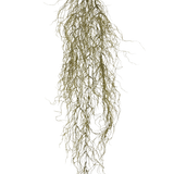 De Kunst hangplant Sudo 110 cm heeft dunne, lange, gekrulde gedroogde takken die naar beneden hangen tegen een effen witte achtergrond. Het voegt sfeer en gezelligheid toe als een unieke kunst hangplant aan je ruimte.