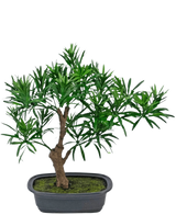 De Kunstplant Bonsai Podocarpus 30 cm heeft een kleine bonsaiboom in pot met een gebogen stam en dichte, smalle groene bladeren in een rechthoekige donkergrijze pot met een met mos bedekte basis.