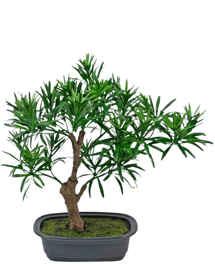 De Kunstplant Bonsai Podocarpus 30 cm heeft een kleine bonsai in pot met een dikke bruine stam en dichte, smalle groene bladeren in een rechthoekige grijze pot gevuld met mosgrond.