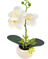 De Kunst Orchidee 28 cm wit in pot heeft witte orchideeënbloemen met een geel hart en groene bladeren in een kleine ronde witte pot, tegen een witte achtergrond.