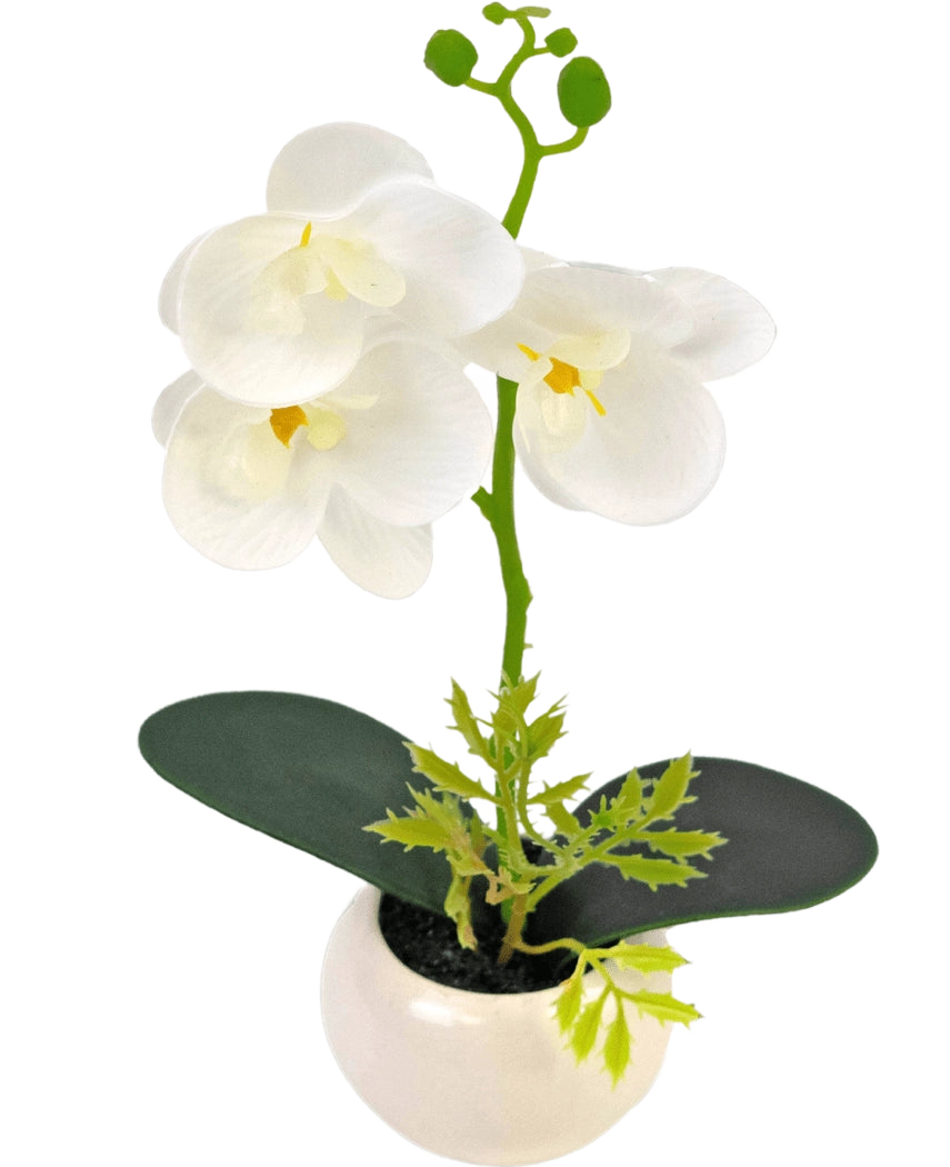 De Kunst Orchidee 28 cm wit in pot heeft drie grote witte bloesems en twee groene bladeren in een kleine witte pot, tegen een effen achtergrond.