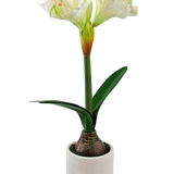 De Kunstbloem Amaryllis Real Touch wit 48 cm heeft een levensechte witte amaryllisbloem met groene bladeren en zichtbare bol in een kleine witte pot, perfect om elegantie toe te voegen aan elke ruimte.