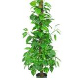 De Kunstplant Pothos 150 cm is een hoge kunstplant met glanzend groene bladeren op een centrale bruine stengel, in een kleine zwarte pot tegen een effen witte achtergrond.