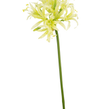De Kunstbloem Nerine 70 cm groen heeft een lange groene steel met daarop delicate lichtgele en witte lelie-achtige bloemen, perfect als elegant zijde bloem accent in een decoratie vaas tegen een effen witte achtergrond.