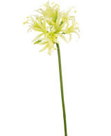 De Kunstbloem Nerine 70 cm groen heeft een lange groene steel met daarop een ronde tros tere, lichtgele en witte trompetvormige bloemen.