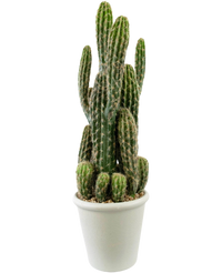 Kunst Cactus 62 cm