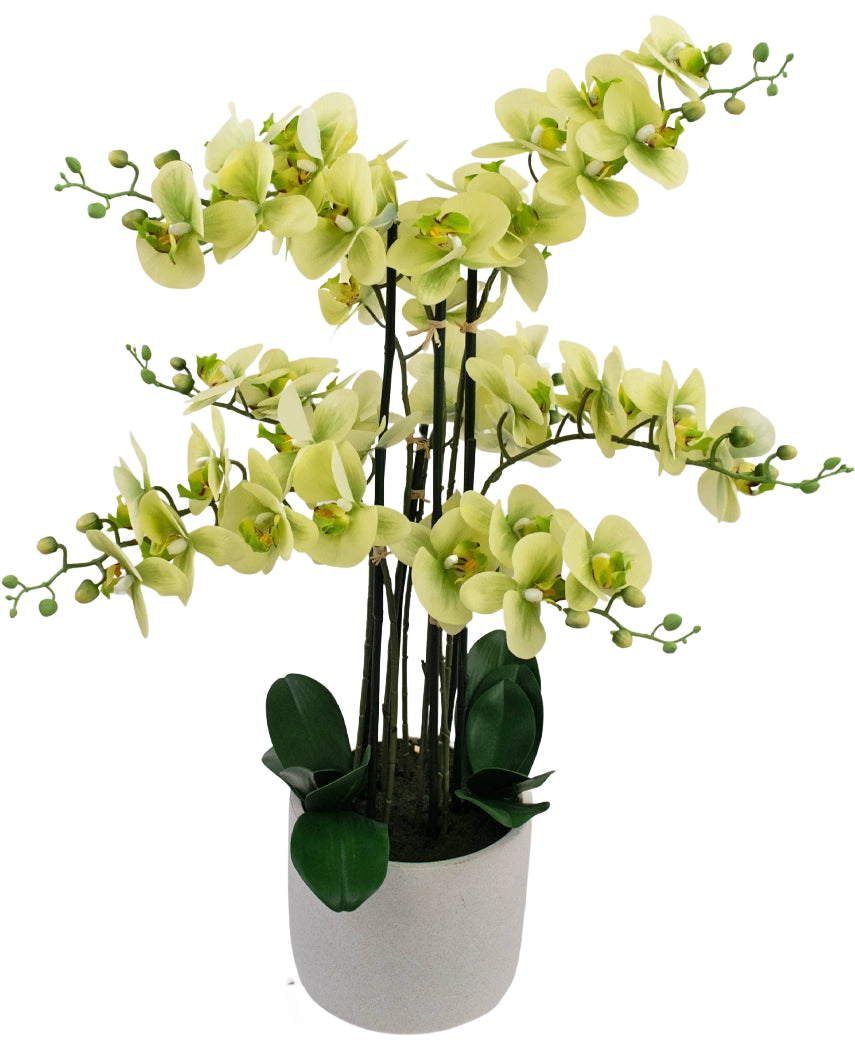 De Kunst Orchidee Real Touch 81 cm groen heeft lichtgroene orchideeënbloemen met donkergroene bladeren in een lichtgrijze pot, tegen een witte achtergrond.