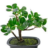 De Kunstplant Bonsai Ficus 20 cm heeft dikke, ovale groene bladeren en staat in een ondiepe zwarte pot met mosgrond, tegen een effen witte achtergrond.