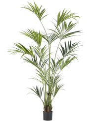 Kunstplant Kentia Palm 240 cm